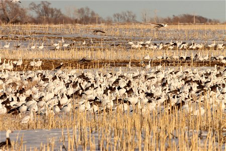 Spring Goose Migration Huron Wetland Management District South Dakota