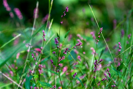 Smartweed in North District