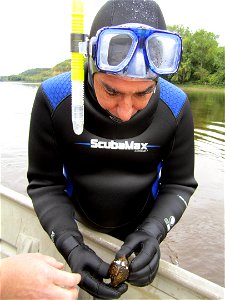 Midwest Regional Director Tom Melius holds a monkeyface mussel