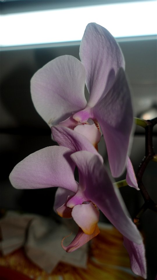 orchids-兰花_2023_0219_182218 photo