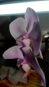 orchids-兰花_2023_0219_182218