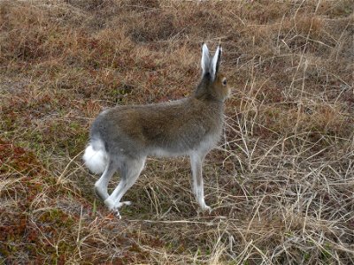 Tundra hare...look at those legs! photo
