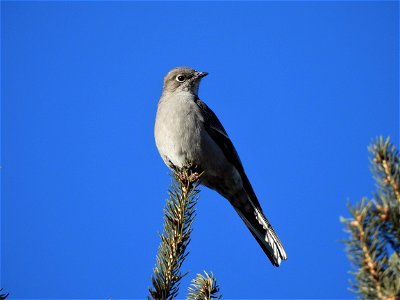 Townsend's solitaire photo