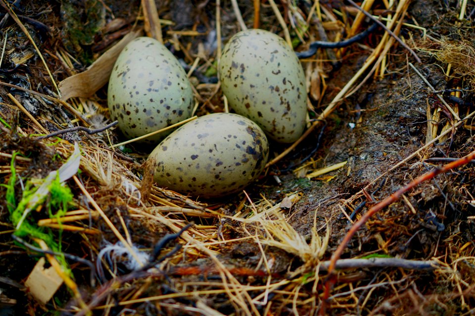 Glaucous Gull Eggs
