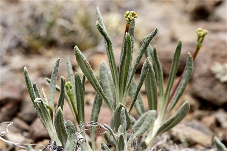 Eriogonum lonchophyllum