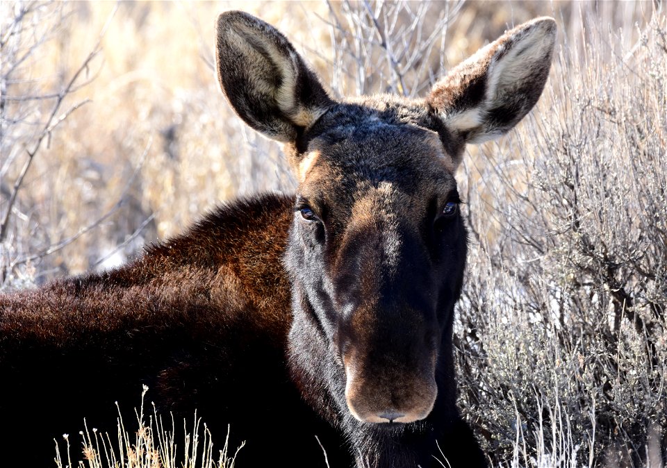 Moose at Seedskadee National Wildlife Refuge photo