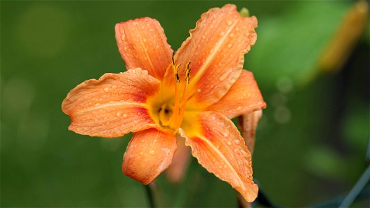 Gelbrote Taglilie (Hemerocallis fulva)