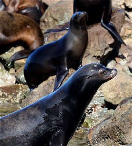 SEA LION, CALIFORNIA (Zalophus californianus) (03-19-2022) crescent city, del norte co, ca -10 photo