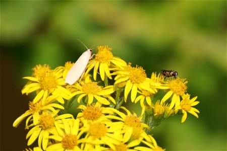 Moth and Hoverfly photo