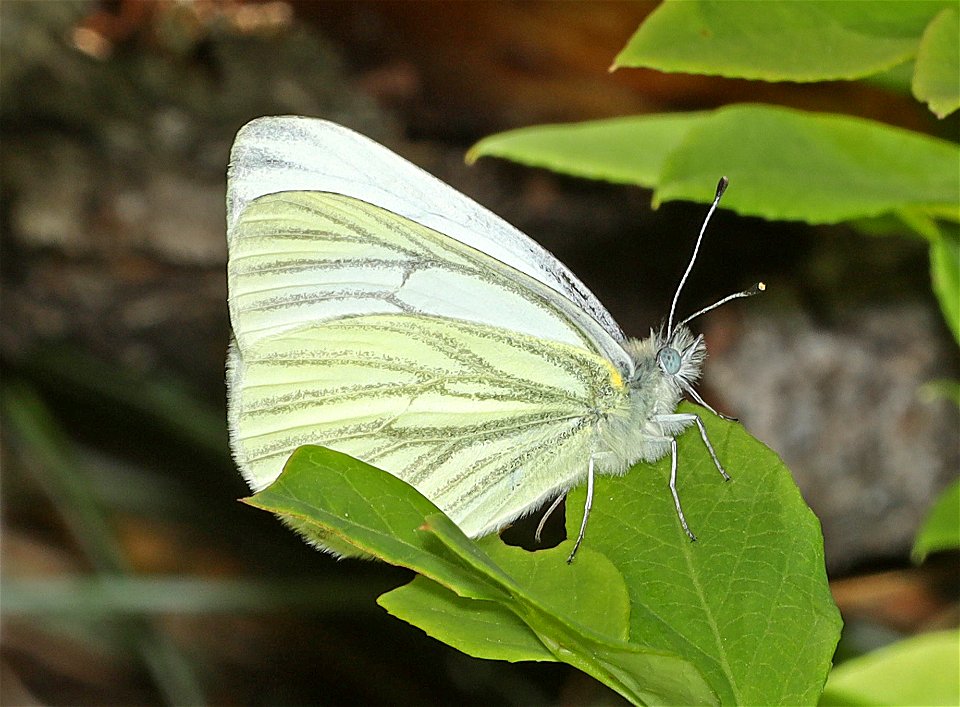 WHITE, MARGINED (Pieris marginalis) (07-08-2022) 5200 ft, rogers pass, helena nat forest, lewis and clark co, mt -01