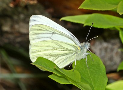 WHITE, MARGINED (Pieris marginalis) (07-08-2022) 5200 ft, rogers pass, helena nat forest, lewis and clark co, mt -01 photo
