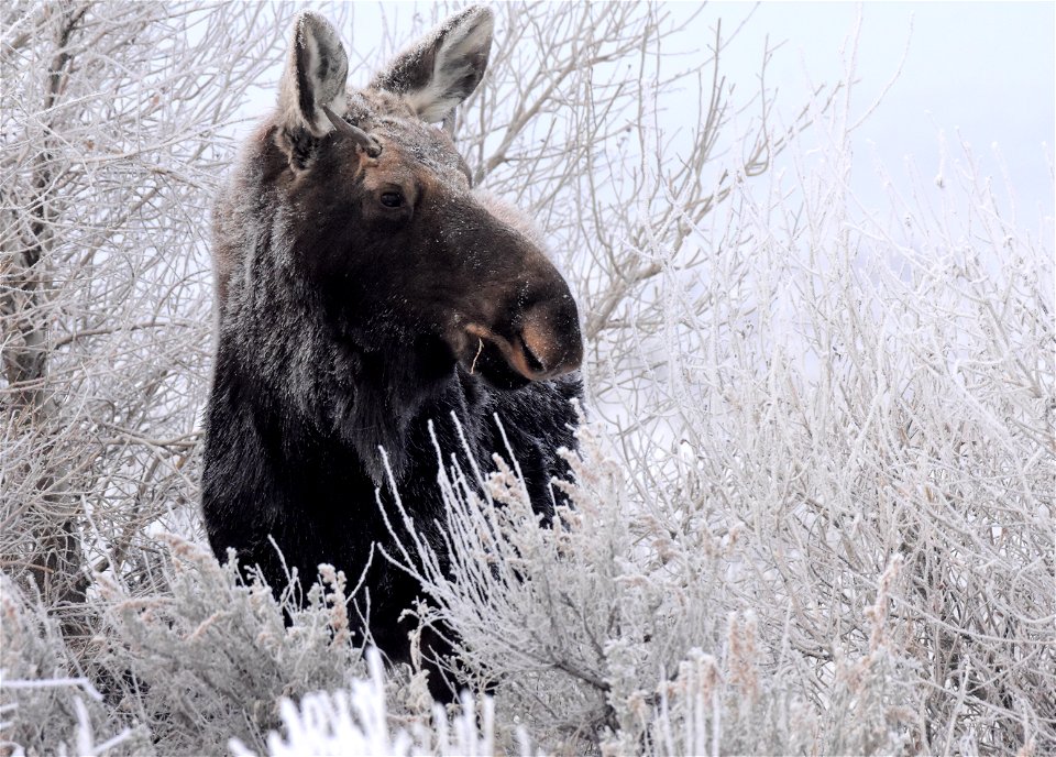 Moose at Seedskadee National Wildlife Refuge