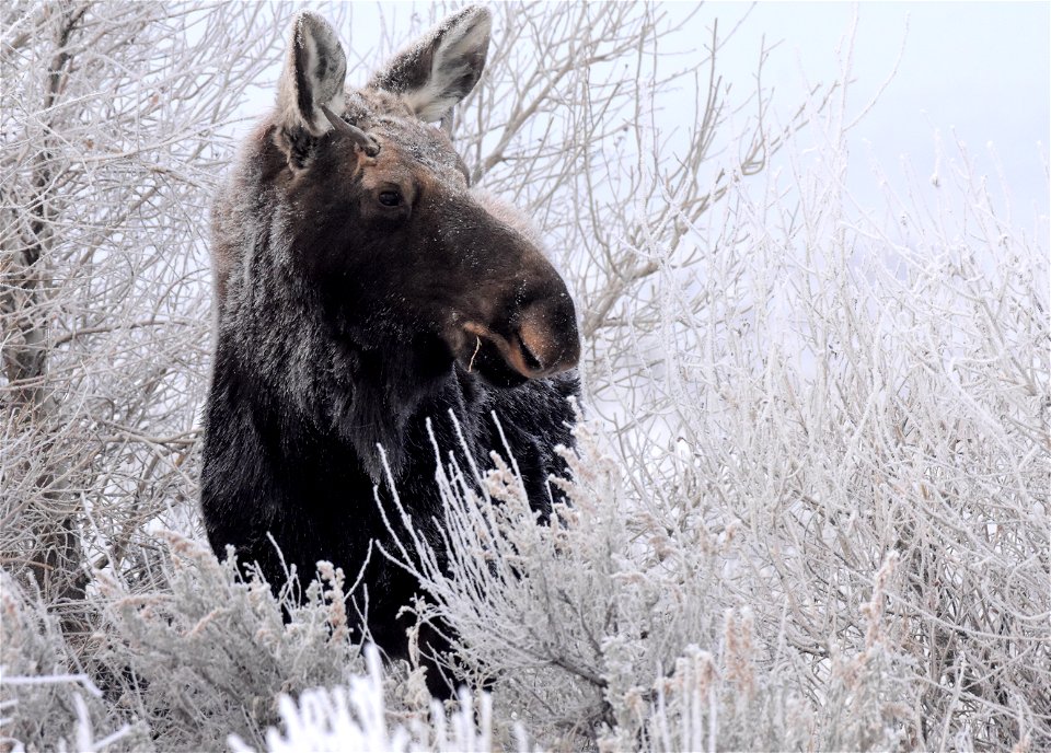 Moose at Seedskadee National Wildlife Refuge photo