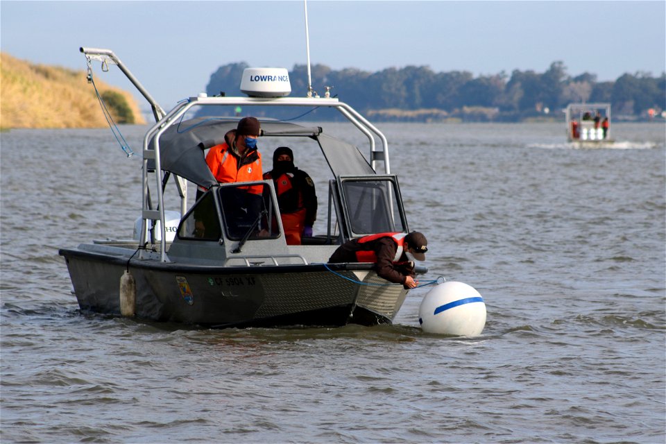 Delta smelt experimental release