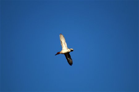 Green-winged Teal Owens Bay Lake Andes National Wildlife Refuge South Dakota photo