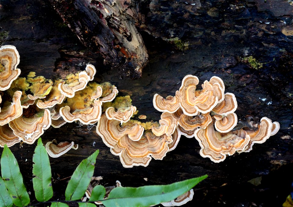 Trametes versicolor