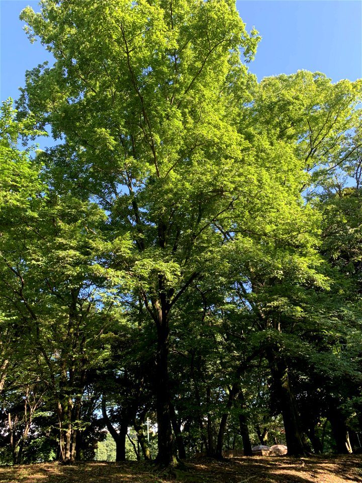 Takiyama Park in Higashikurume-shi