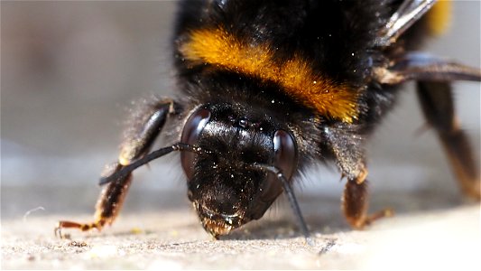 Dunkle Erdhummel (Bombus terrestris - Komplex) - Frontportrait
