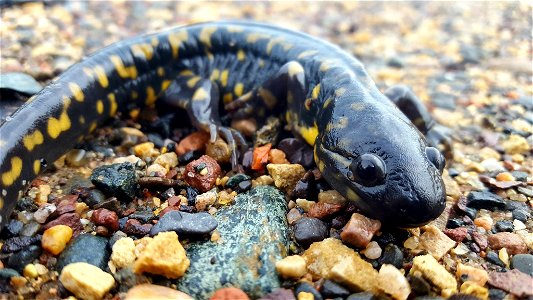Tiger Salamander photo