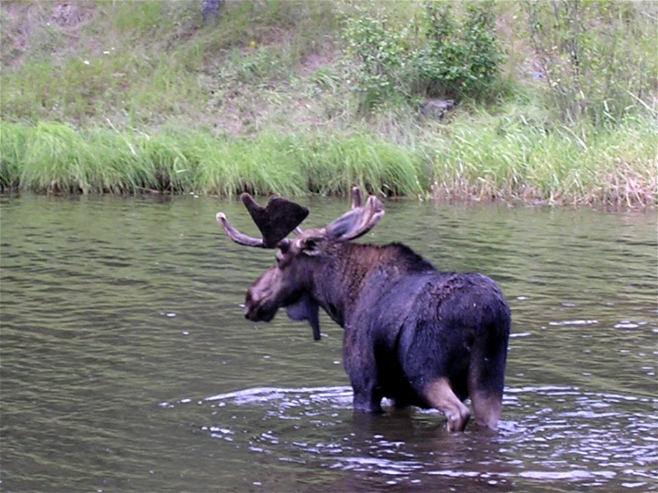16_nonplot_swiminmoose6_06062006090101