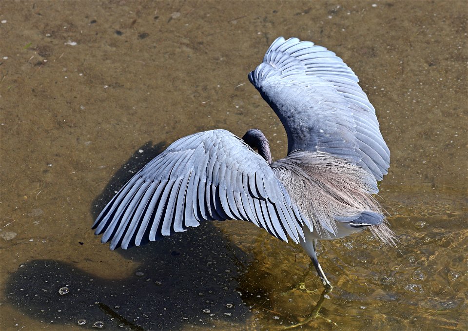 190 - TRI-COLORED HERON (02-12-2023) birding center, south padre island, cameron co, tx -06