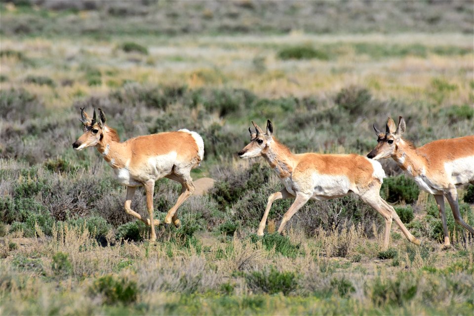 Pronhorn on Seedskadee National Wildlife Refuge