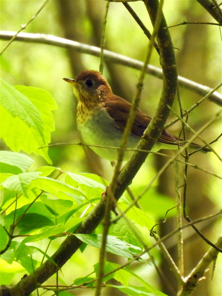 Veery