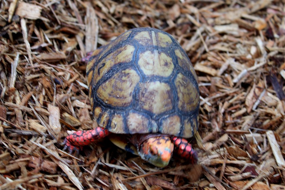Mexican Box Turtle