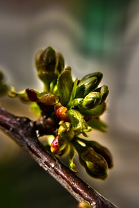 Flora spring botanical