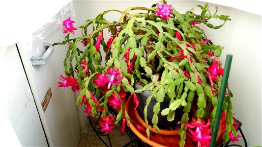 Christmas-cacti_2023_0208_151832