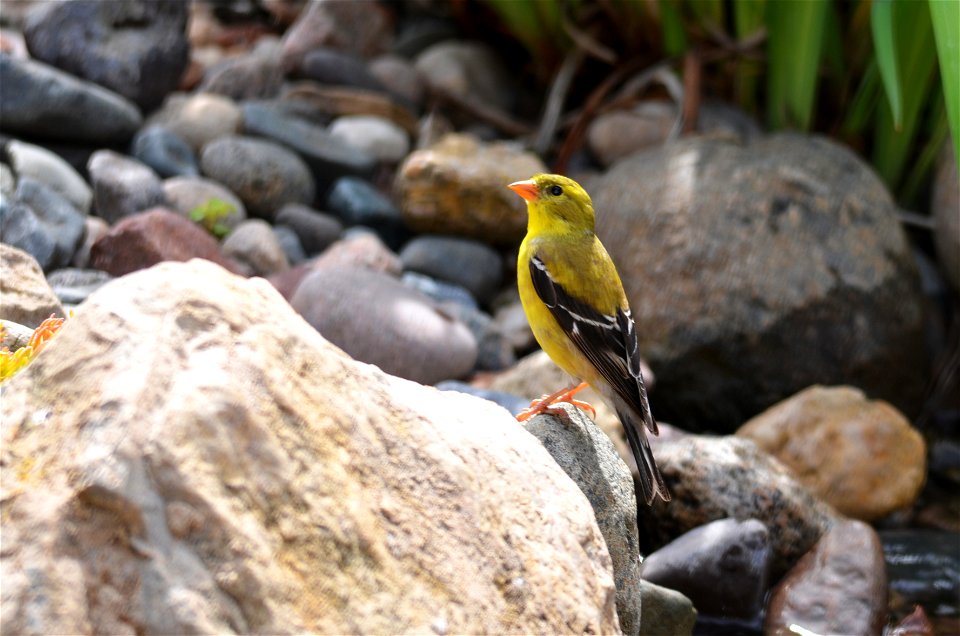 Goldfinch photo