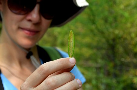 Labrador Tea leaves are very fuzzy.