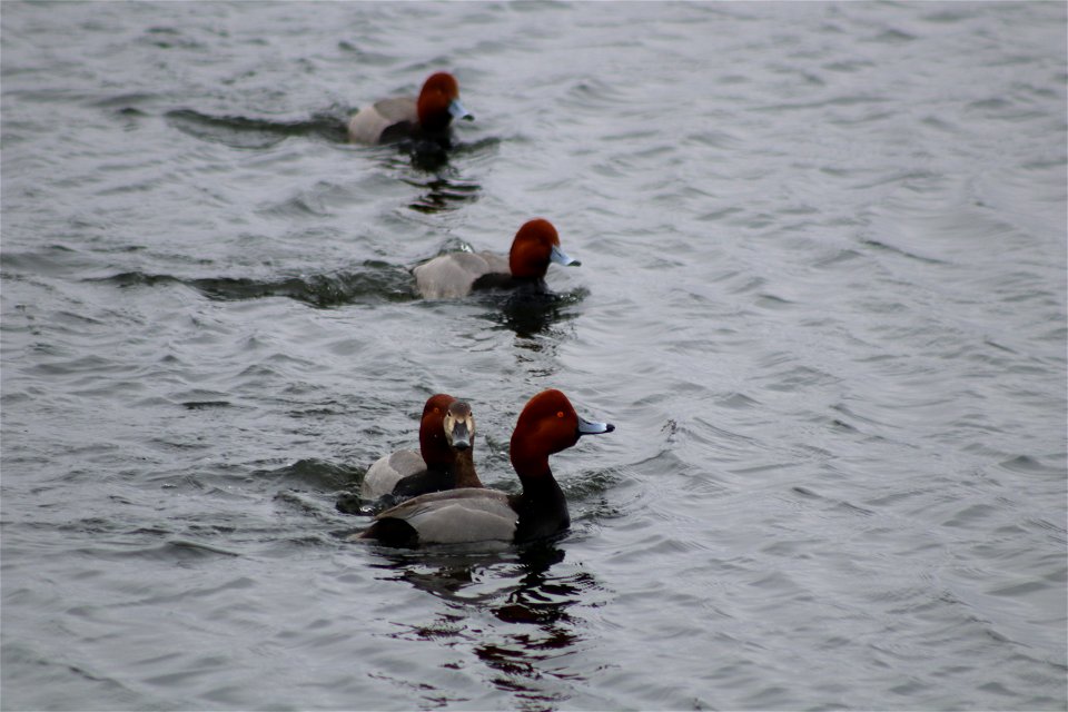 Redhead Courtship Lake Andes National Wildlife Refuge South Dakota