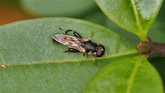 Syritta pipiens (Gemeine Keulenschwebfliege) - Männchen