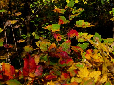 colors_fall_toamna-2017_1111_121640 photo