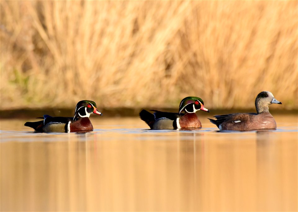 Wood duck at Seedskadee National Wildlife Refuge