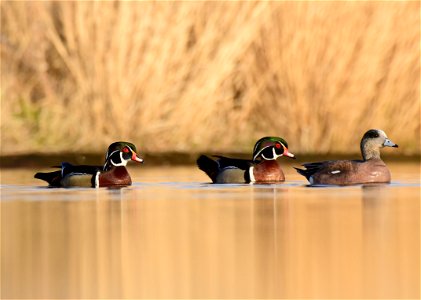 Wood duck at Seedskadee National Wildlife Refuge photo