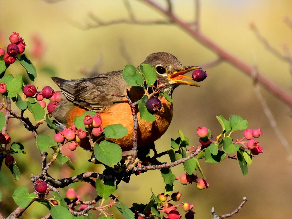 American robin at Seedskadee National Wildlife Refuge