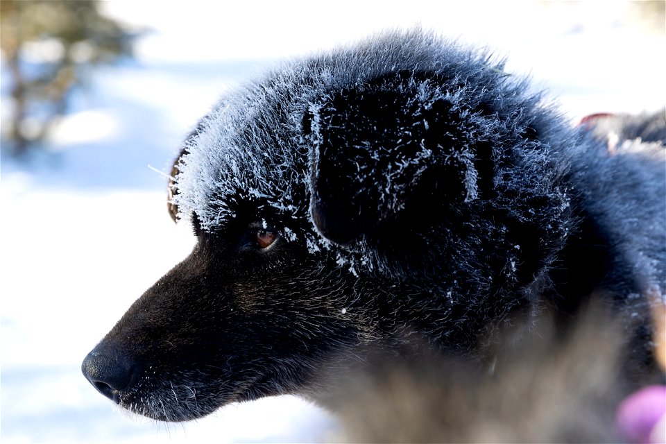 Kobuk 440 racers at Paniqsigvik shelter cabin.