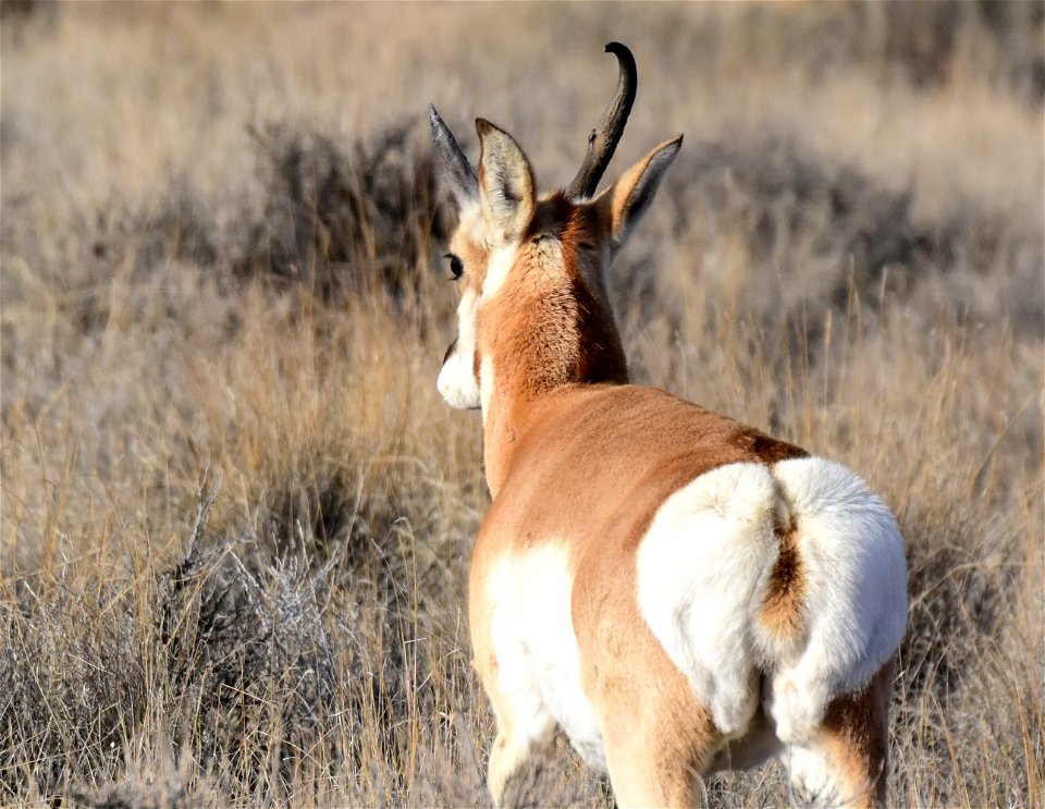 Pronghorn at Seedskadee National Wildlife Refuge