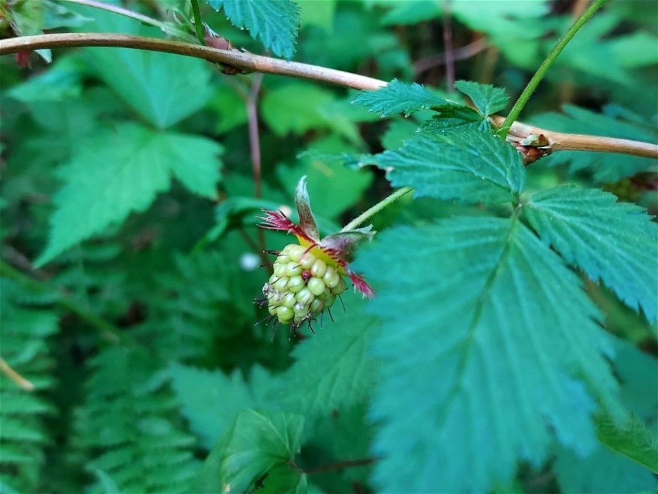 Salmonberries. Old Sauk Trail, Mt. Baker-Snoqualmie National Forest. Photo by Anne Vassar June 2, 2021.