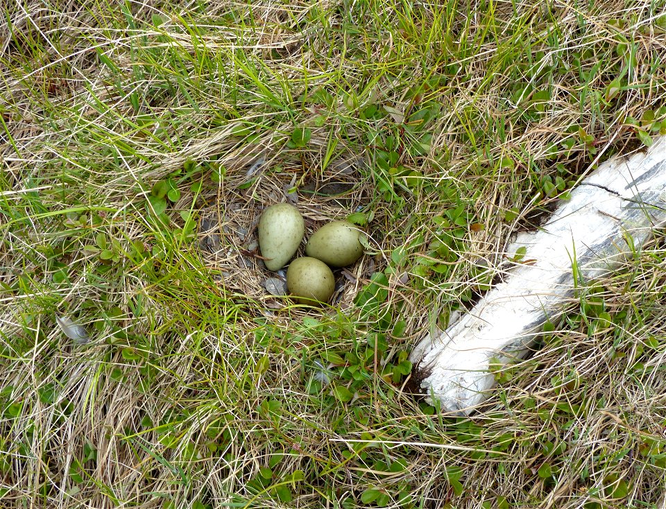 Bar-tailed Godwit Nest photo