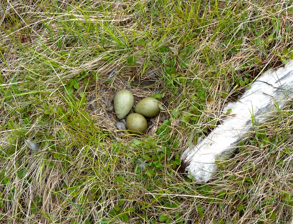 Bar-tailed Godwit Nest