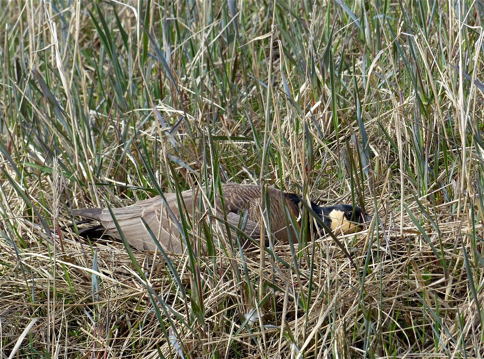 Cackling goose nest photo