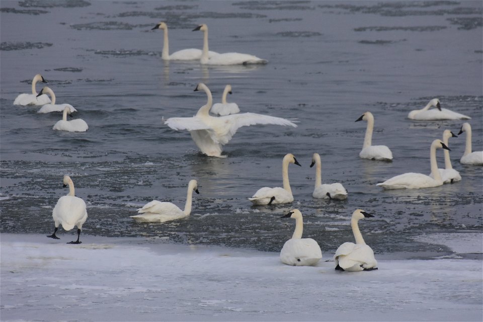 Trumpeter swan at Seedskadee National Wildlife Refuge