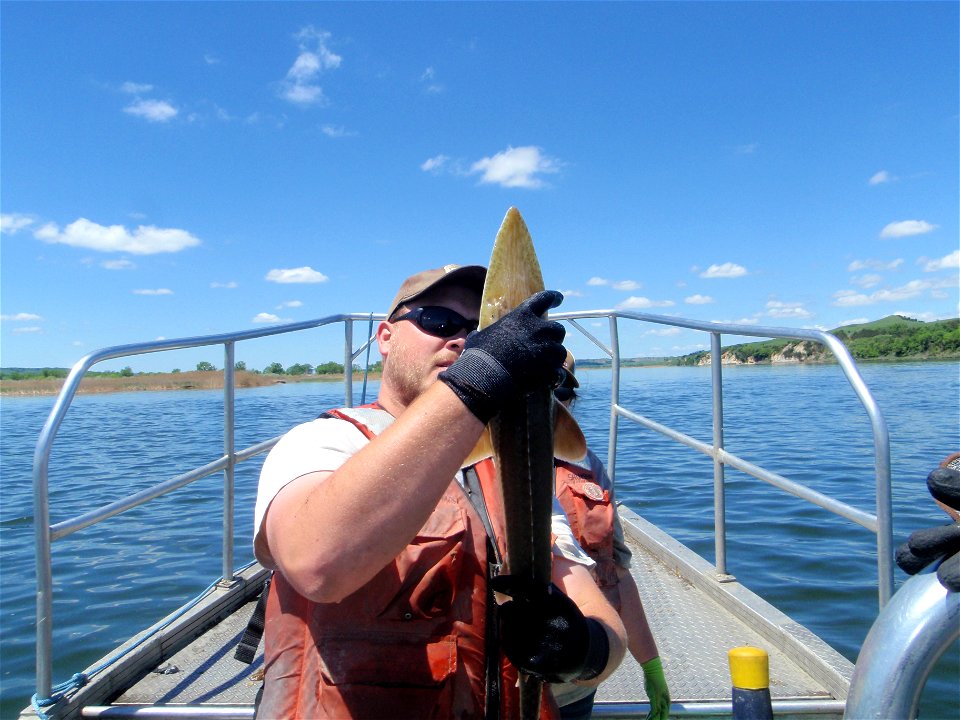 Pallid sturgeon examination