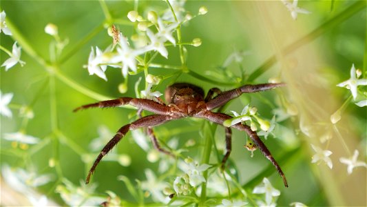 Xysticus sp. (Krabbenspinne)