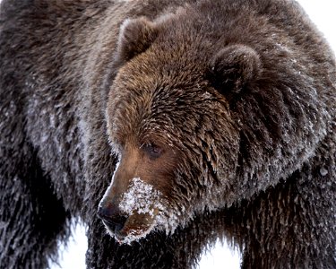 Kodiak brown bear in the snow.
