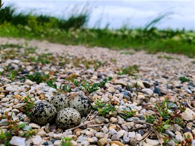 Shorebird Nest on Kutenbach WPA Lake Andes Wetland Management District South Dakota