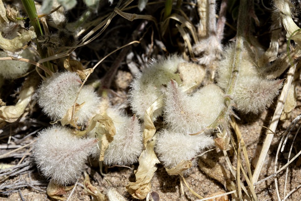 Astragalus purshii